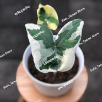 Tanaman hias Caladium Mickey Mouse - Caladium Kantong Semar