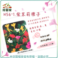 【綠藝家】H56-1.紫茉莉種子10顆(貝魯)