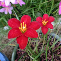 Tanaman Hias Rain Lily Bunga Merah - Bunga Hias Rain Lily - Lily Hujan