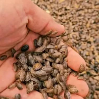 Kecoa Dubia ukuran Random