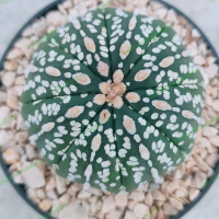 Astrophytum Super Kabuto Jumbo dengan Pot Hitam