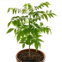 Tanaman salam koja pohon salam koja