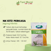 Q&J2 Benih Jagung Hibrida NK 6172 NK PERKASA SYGENTA 1 Kg STOK TERBATASGJ372