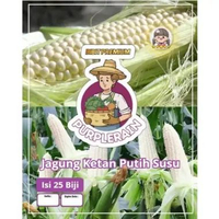 Bibit Premium Jagung Ketan Putih Susu | Biji Benih Jagung Ketan Putih Susu | Jagung