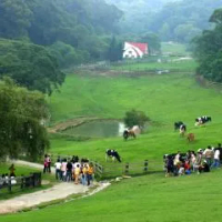 住宿 飛牛牧場 通霄鎮
