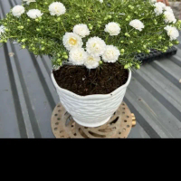 Hoa 10h Bonsai Thái Kép Đủ 6 Màu Dễ Chăm Dễ Trồng Trong Chậu Gốm - Hoa Bonsai