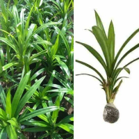 Bibit Pandan Wangi/Tanaman Daun Pandan/Pandan Wangi boleh COD