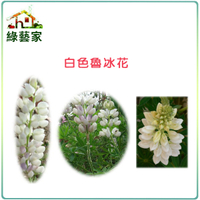 【綠藝家00H06-1】H06.魯冰花(旺花白色)種子1公斤(可當觀賞或是綠肥植物)