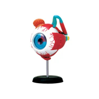 4d Master Human Eyeball Anatomy Model puzzle Assembling Toy Medical Teaching Aid Laboratory Education Equipment