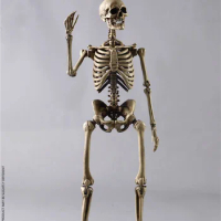In Stock Scale 1/6 The Human Skeleton Horrible DIECAST ALLOY Text Learning For Study Model