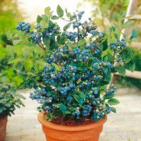 100 Butir Biji Biji Buah Blueberry - Bibit Tanaman Pohon Buah Blueberry - Benih Buah Blueberry - COD