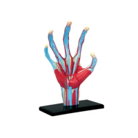 4D MASTER Hand Human Anatomy Model Medical Teaching Aid puzzle Assembling Toy Laboratory Education classroom Equipment