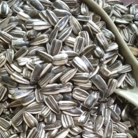 Benih Microgreen Sunflower/Bunga Matahari 100 gram