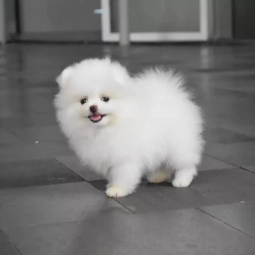 Anjing super mini pom top