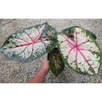 Anak Benih Ubi Keratan Segar Benih Keladi Cherry Blossom Caladium Cherry Blossom  -