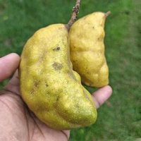 Buah namnam asam pukih pancuk manis segar 500 gram kualitas terbaik siap kirim