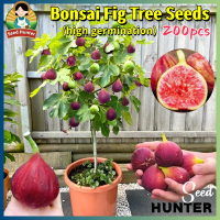 Fresh Dwarf Fig Tree Seeds for Planting Fruits (Fast Growing 200 Seed) Edible Ficus Carica Tropical 