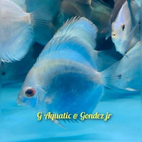 #ikan discus blue diamond size 6-7cm