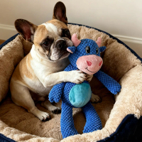 {DLGIFJIE} Pet Chew-Resistant Plush Interactive Toy with Sound, Cartoon Cow Shape, Suitable for Larg