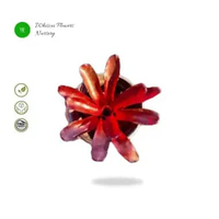 Tanaman bromelia fireball mini / Bromelia mini