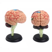 4D Anatomical Human, Brain Model Anatomy Medical Teaching Tool Medical Supplies and Equipment