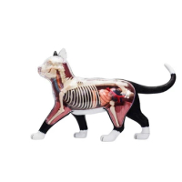 2X Animal Organ Anatomy Model 4D Cat Intelligence Assembling Toy Teaching Anatomy Model DIY Popular Science Appliances