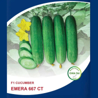 Hạt Giống Dưa Leo Bóng lai F1 Chia Tải Emera 667 CT (10G)