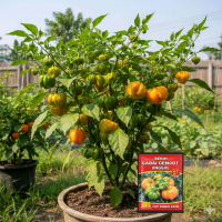 BENIH CABAI GENDOT super kemasan premium