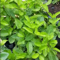 Bibit tanaman herbal daun sambung nyawa