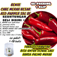 benih CABE MERAH BESAR