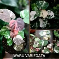 Tanaman hias waru varigata
