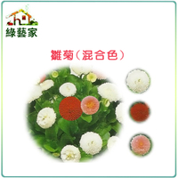 【綠藝家】H15.雛菊(混合色，高15~20cm)種子0.08克(約100顆)