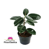 Tanaman Karet Kebo Ficus Elastica / Pohon Karet Kebo