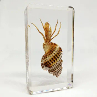 Real animal insect resin specimen cricket spider scorpion locust centipede cockroach bee butterfly beetle