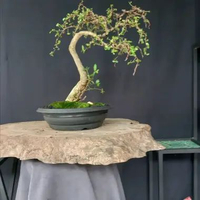 BONSAI POHON KISERUT/SERUT