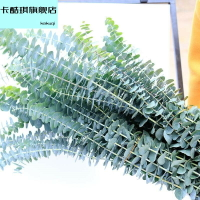新鮮尤加利葉干花花束綠植鮮花真花風干干樹枝裝飾擺設尤加利亞葉