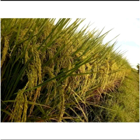 Benih Padi 2 TONGKOL Jumbo Galur Lokal Aceh 1kg - Daun, Tanaman