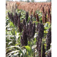 Bibit Benih Jagung Sorgum Cantel Hitam (50 Butir)