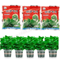 3pcs Rooting Powder Compound Fertilizer Gardening Nutrition Quick-acting Complex NPK Nitrogen-Phosphate-Potassium Soil