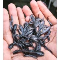 Hiasan Kolam Ikan Lele Sangkuriang Isi 200 Ekor