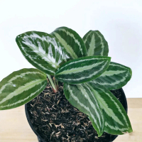 Calathea Silver Back / Silver Black | Tanaman Hias