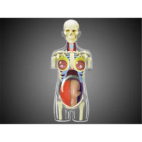 4D Pregnancy Intelligence Assembling Toy Human Organ Anatomy Model Medical Teaching DIY Popular Science Appliances