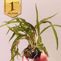 Cryptocoryne Balansae Wabikusa Tanaman Air Hiasan Aquarium Aquascape - Dijual per satu media Wabikus