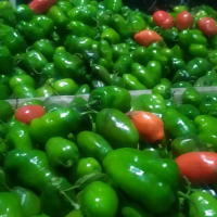 Cabe Cabai Gendot Khas Dieng ¼ Kg Fresh 250gr harga promo