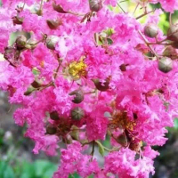 benih bunga sakura pink artifisial bunga