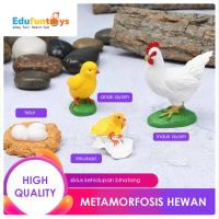 Edufuntoys - Life Cycle Animal/ Replika Hewan/ Metamorfosis Hewan/ Anak Mainan