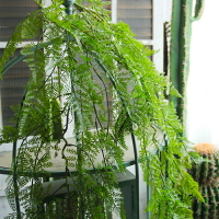 仿真蕨類吊藤森系室內造景壁掛植物角裝飾藤蔓垂吊墻面上懸掛綠植