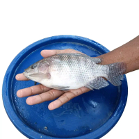 Ikan Nila Hitam Segar 1kg Isi 5-6 Ekor Kualitas Terbaik Frozen Bersih Plastik & Divakum Cocok untuk 