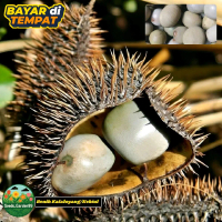 [TERLARIS] BIJI/BENIH TANAMAN KEBIUL | KALALOYANG | GOREK