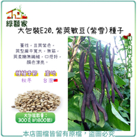 【綠藝家】大包裝E20.紫莢敏豆(紫雪)種子300克(約800顆)